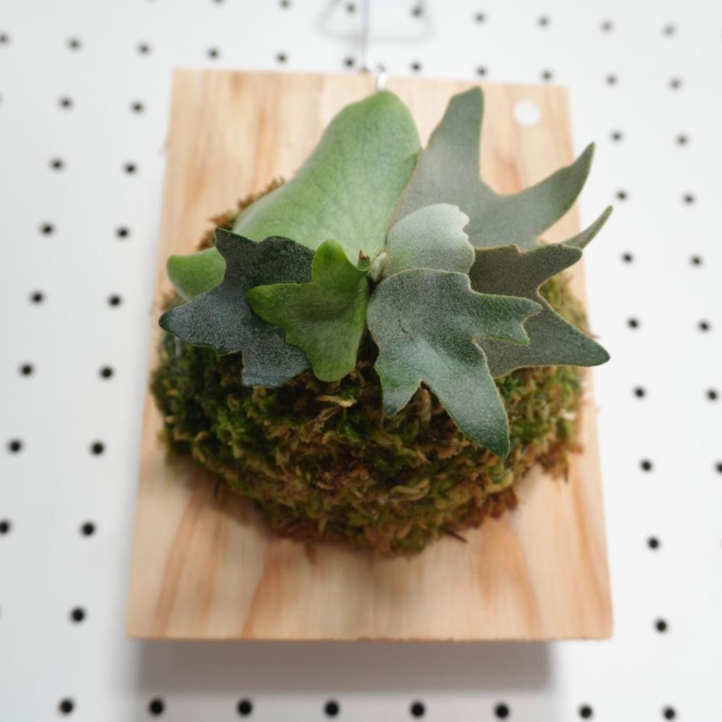 ビカクシダ YMDS ウィリンキー系 イエロームーンドワーフ　スポア　Y-2