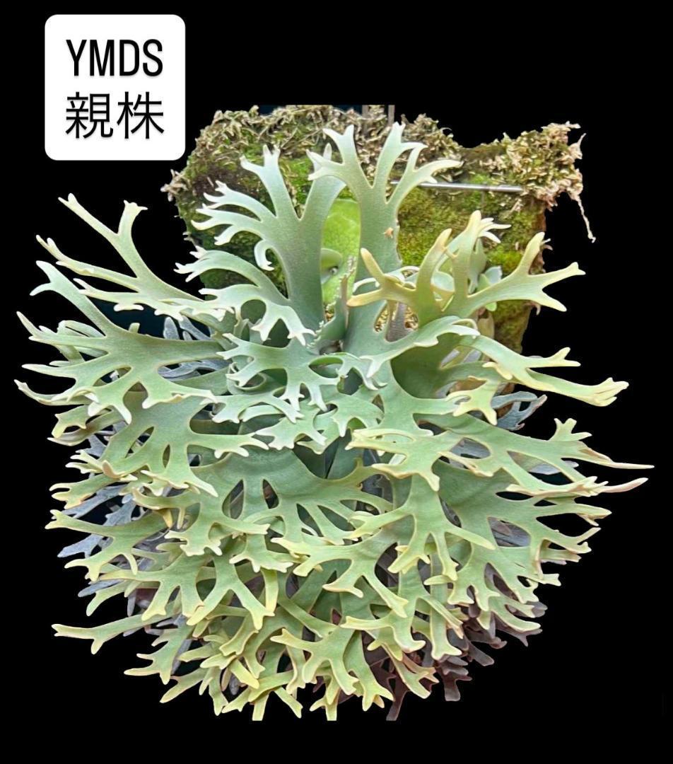 ビカクシダ YMDS ウィリンキー系 イエロームーンドワーフ　スポア　Y-2