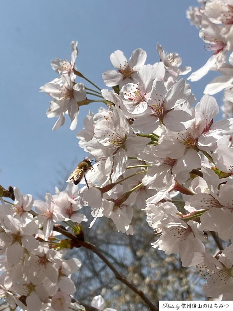 【令7蜜】百花蜜 1000g 2本 長野県産 国産蜂蜜 生はちみつ 西洋蜜蜂