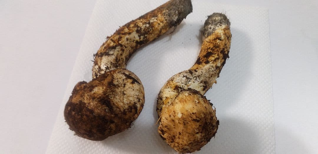 国産　松茸　長野県　送料込み