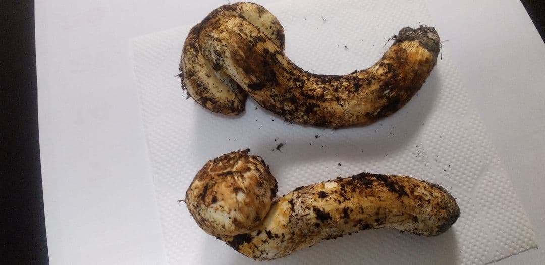 国産　松茸　長野県　送料込み