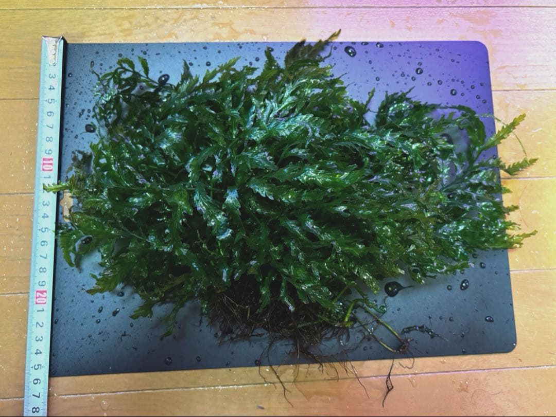 ボルビティス　ヒュディロティ【特大株】C