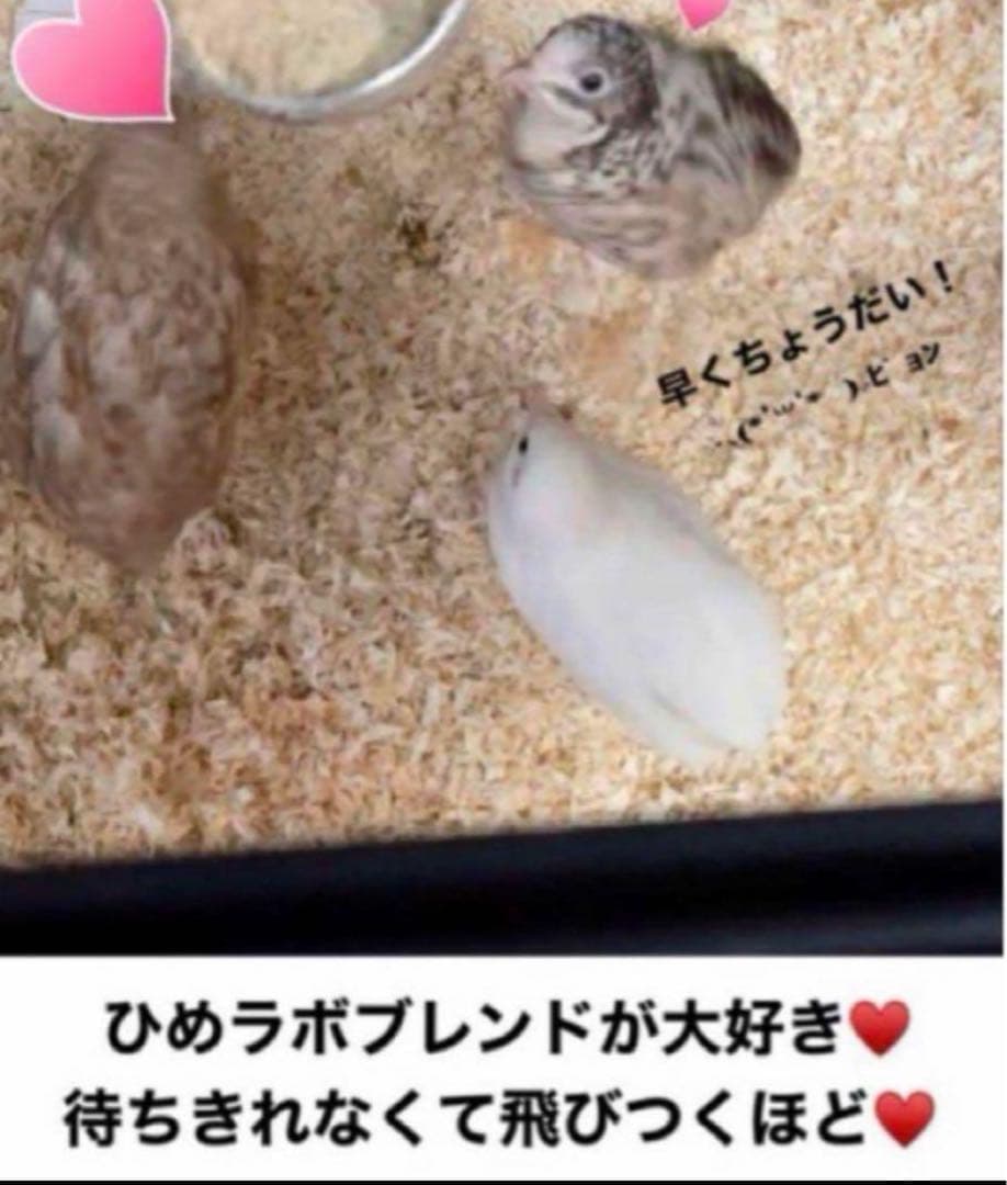 ひめうずら研究室 成鳥用配合飼料 4kg 鳥 餌 ヒメウズラ