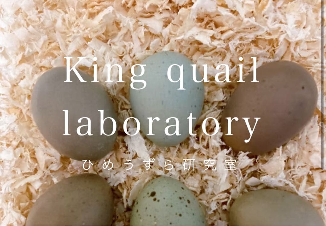 ひめうずら研究室 成鳥用配合飼料 4kg 鳥 餌 ヒメウズラ