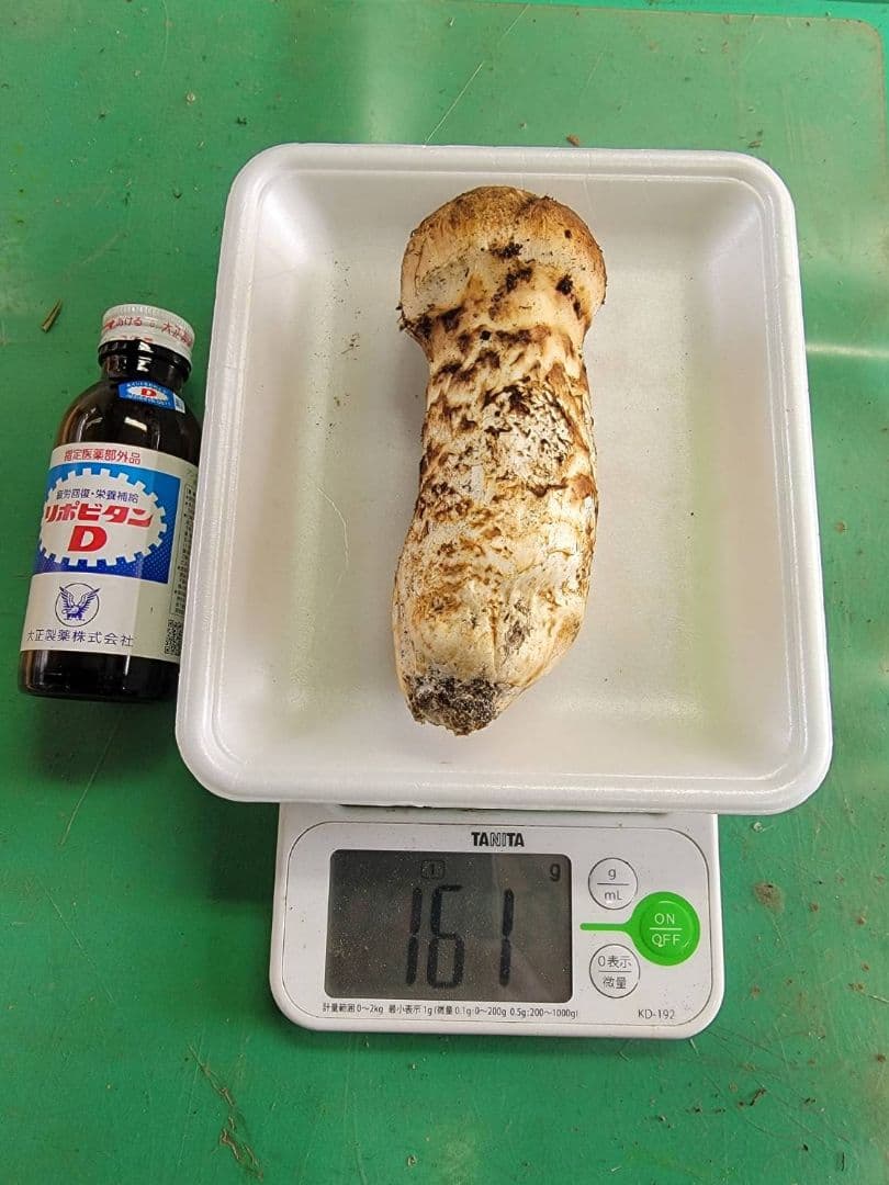 送料込み　今年最後　岩手県産松茸 161g