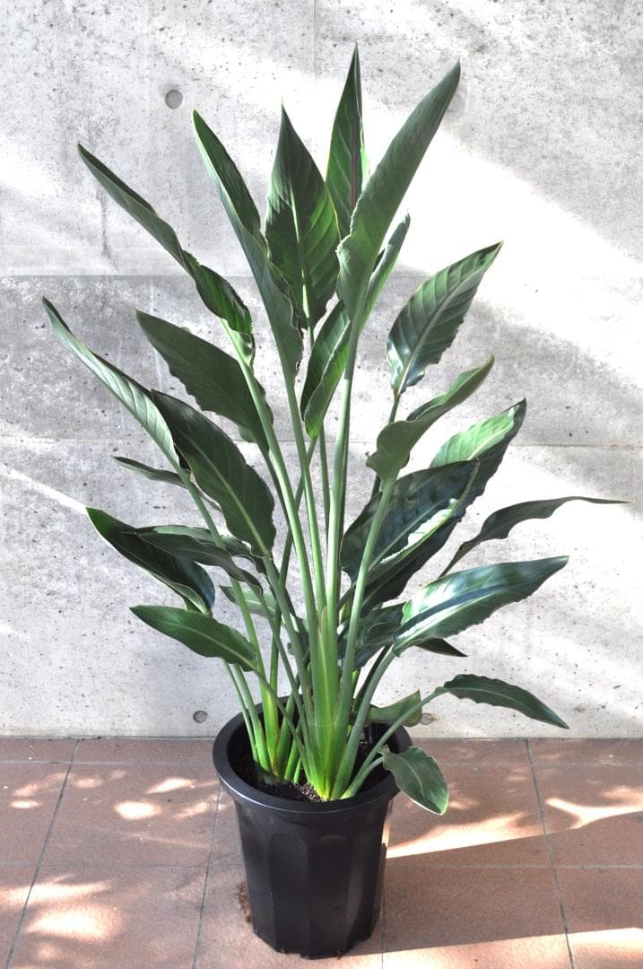 ストレリチア レギネ 10号 140cm