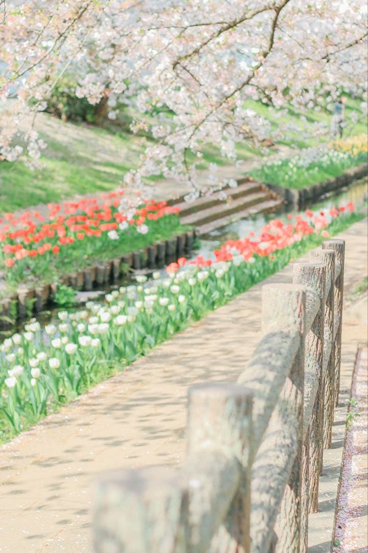 Canon 一眼レフカメラ　eorkiss x7＋レンズ3本