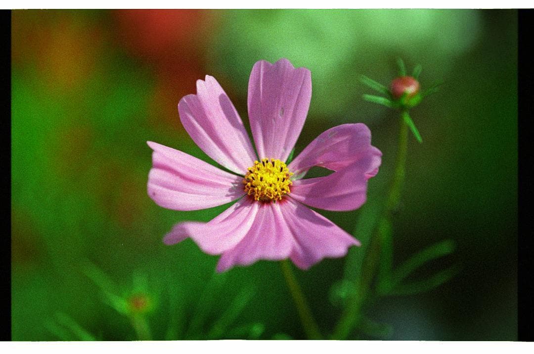 レンズ(単焦点) Nikon AF Micro NIKKOR 105mm f2.8D