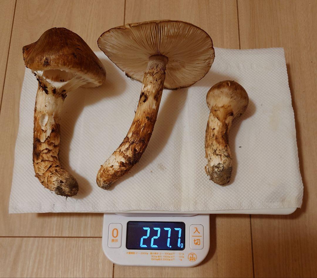 #岩手県岩手郡岩手町産天然松茸およそ200g