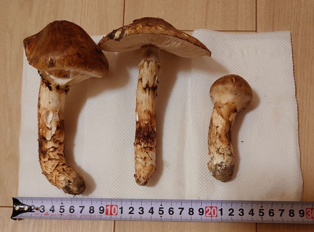 #岩手県岩手郡岩手町産天然松茸およそ200g