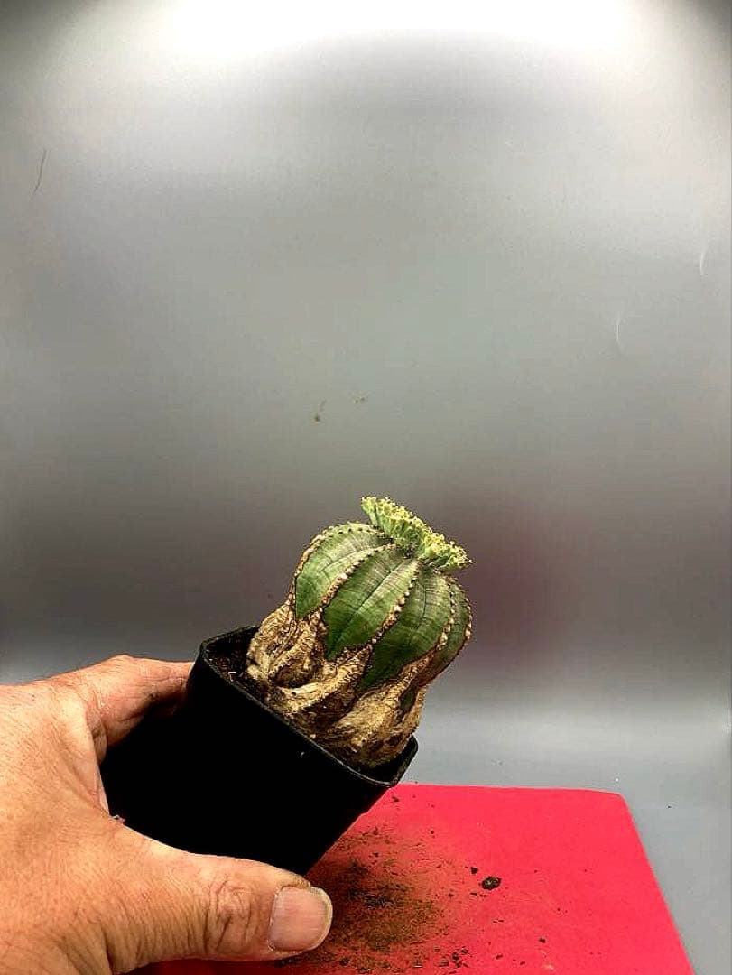 《2.5号GB》ユーフォルビア　オールドオベサ　雄株