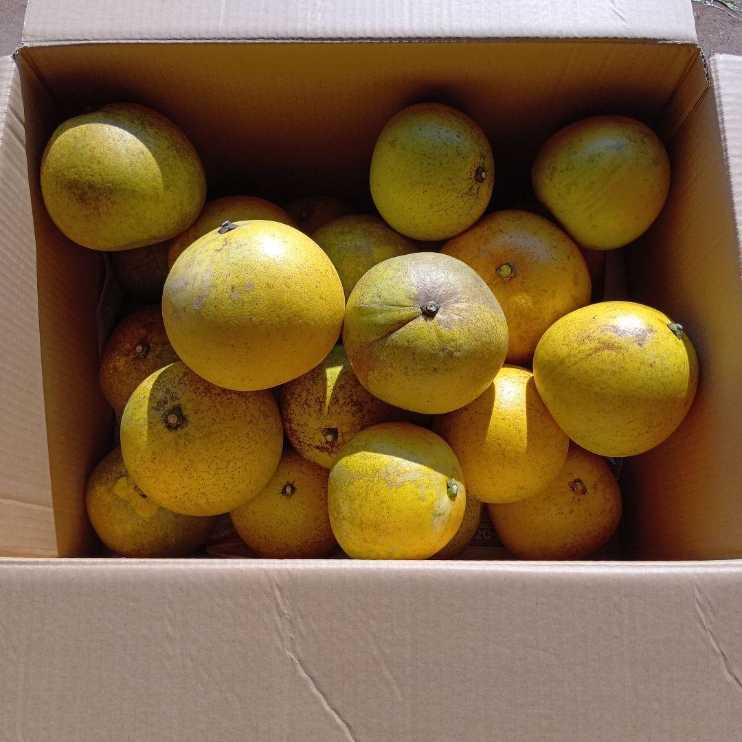 赤系文旦　約25キロ