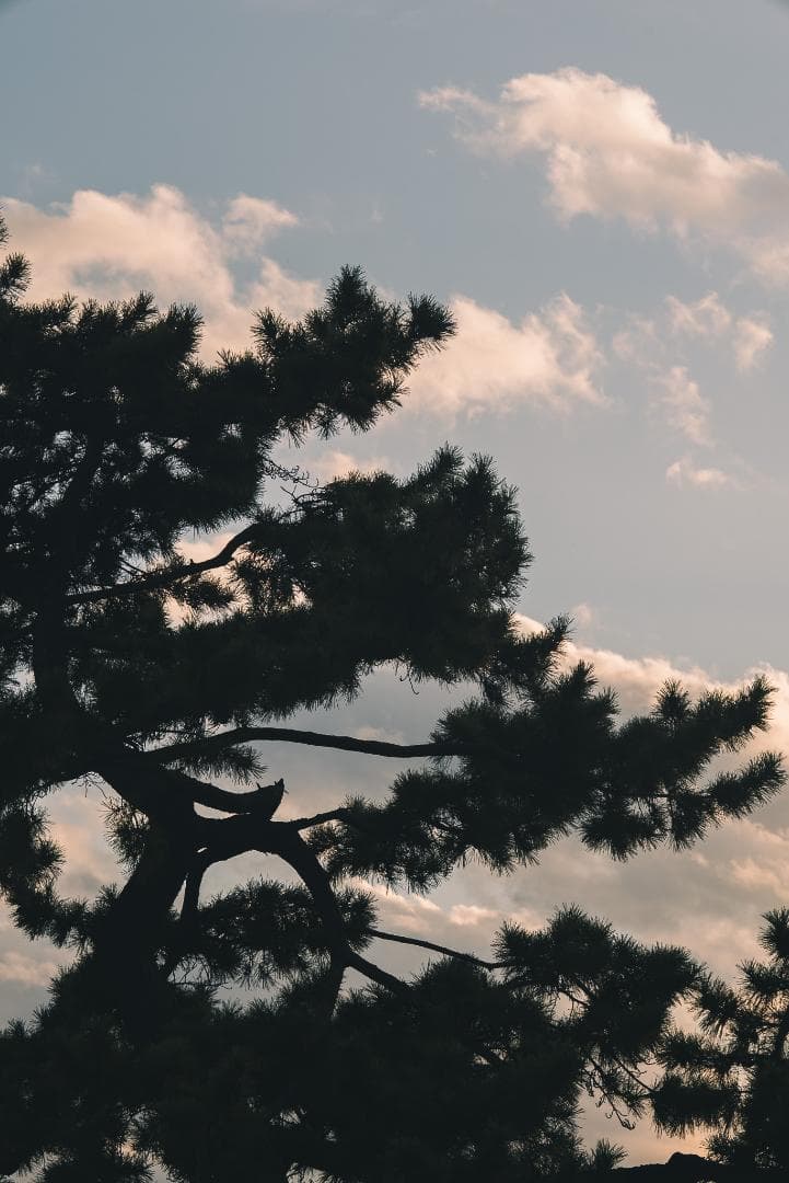 ライカ沼の入口！Leica Hektor 135mm F4.5 オールドレンズ