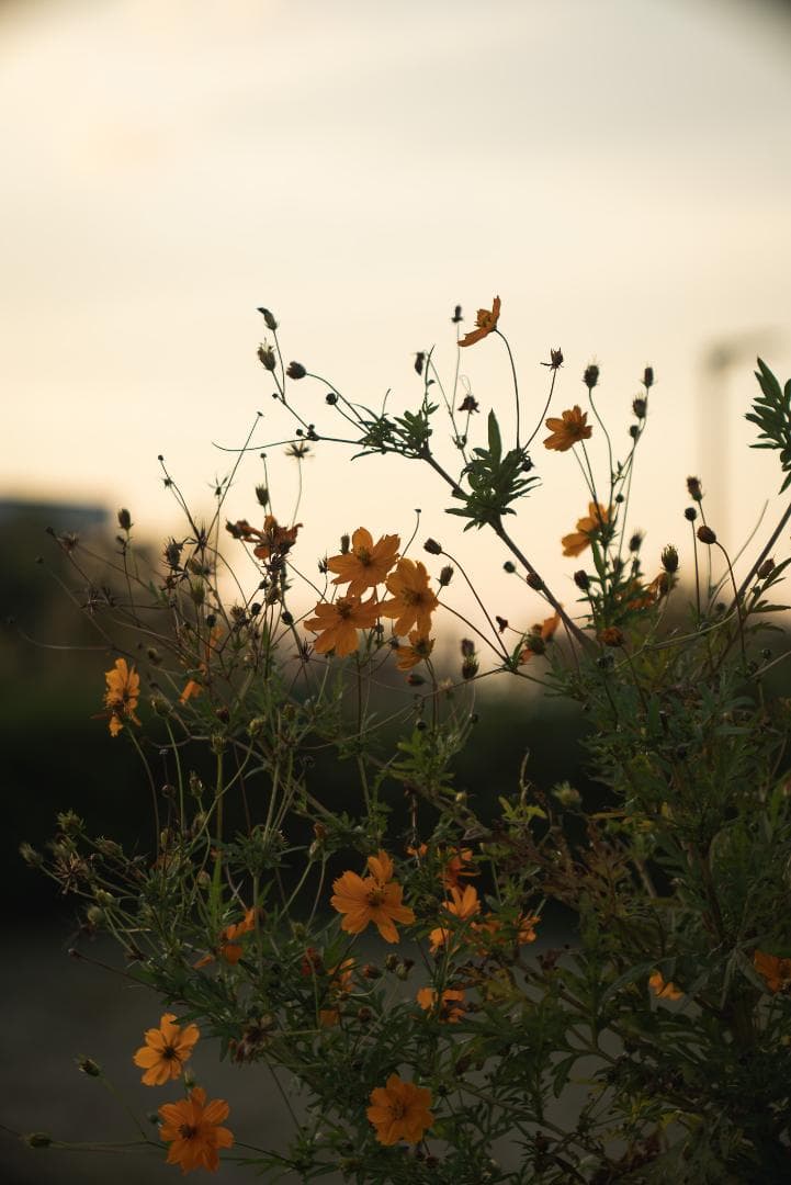 ライカ沼の入口！Leica Hektor 135mm F4.5 オールドレンズ