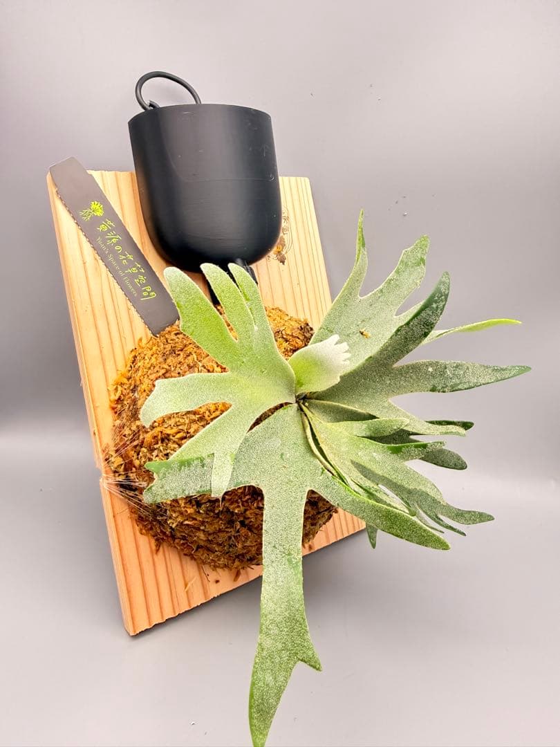 Antoni Gaudi　ビカクシダ Golden Boy spore