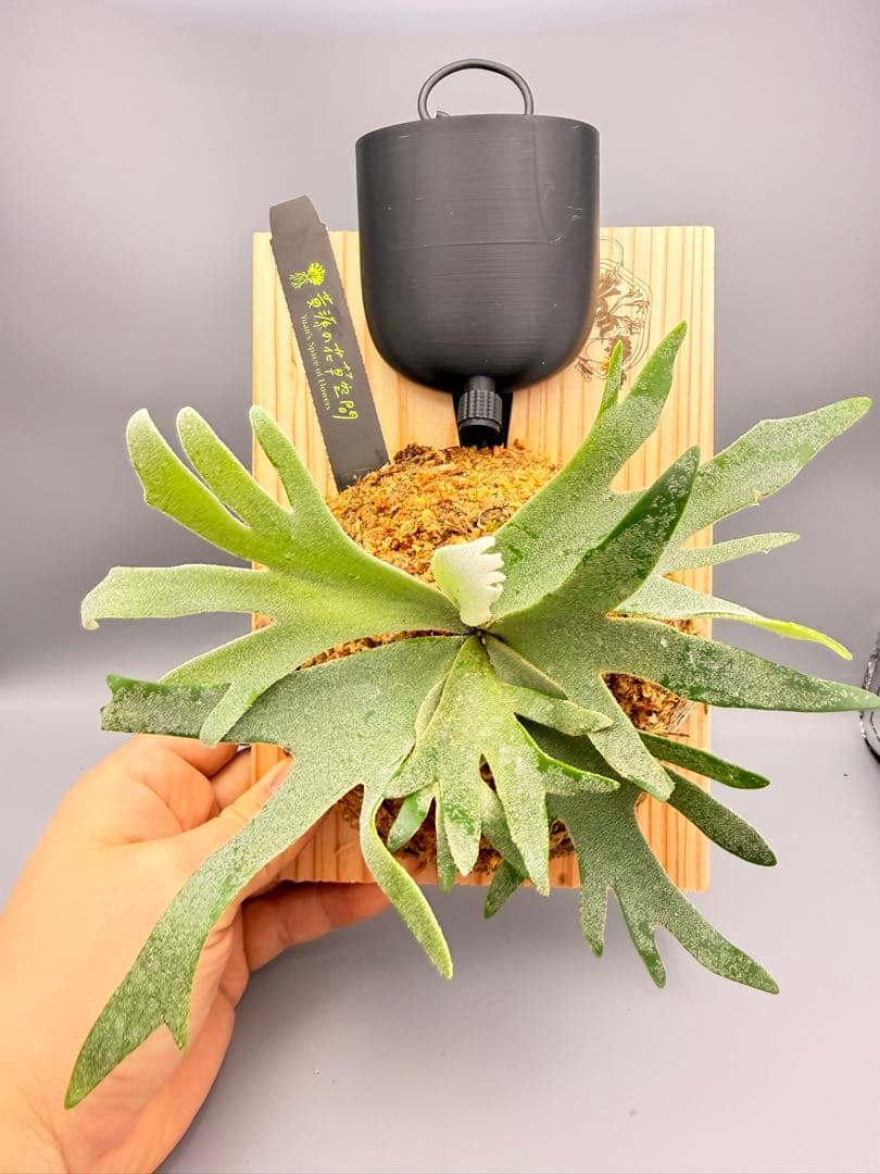 Antoni Gaudi　ビカクシダ Golden Boy spore