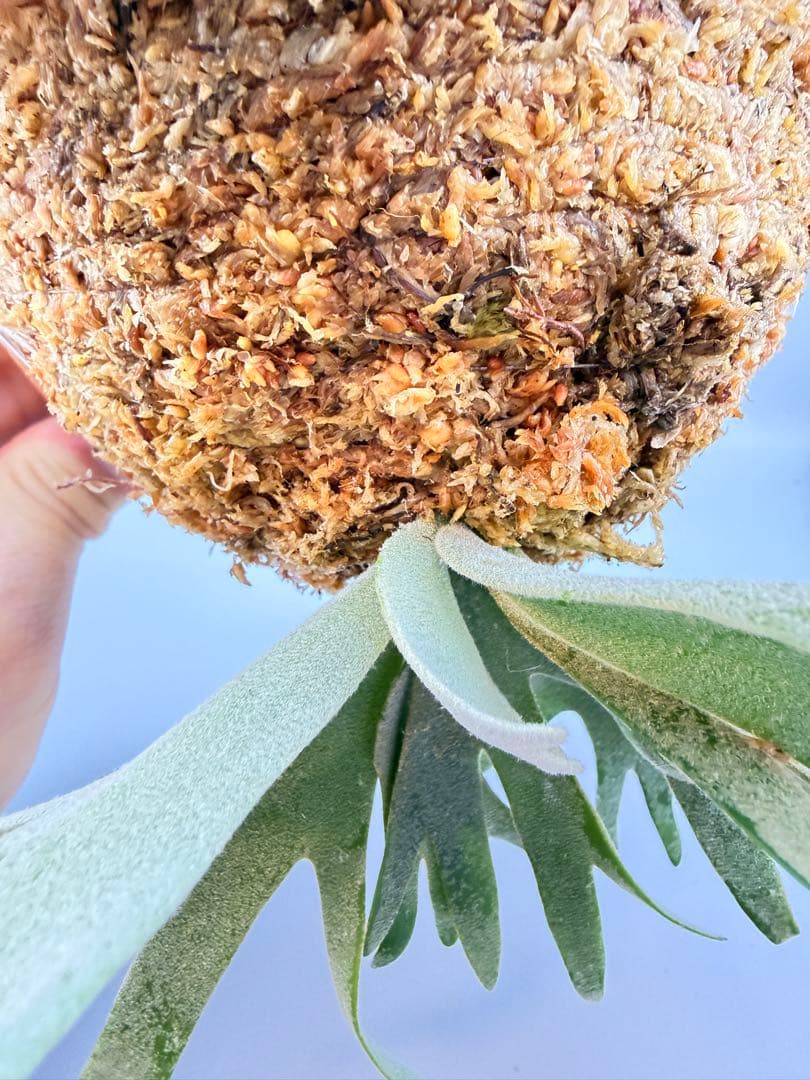 Antoni Gaudi　ビカクシダ Golden Boy spore