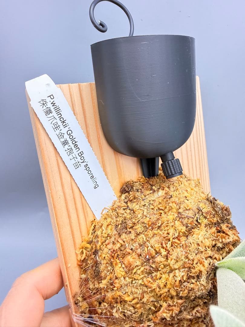 Antoni Gaudi　ビカクシダ Golden Boy spore