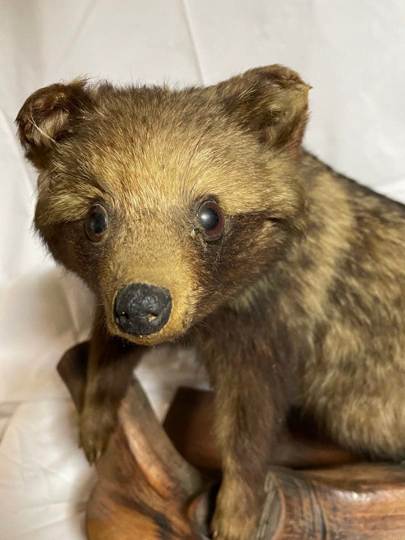 秀ちゃん　タヌキ剥製 木製台座付き