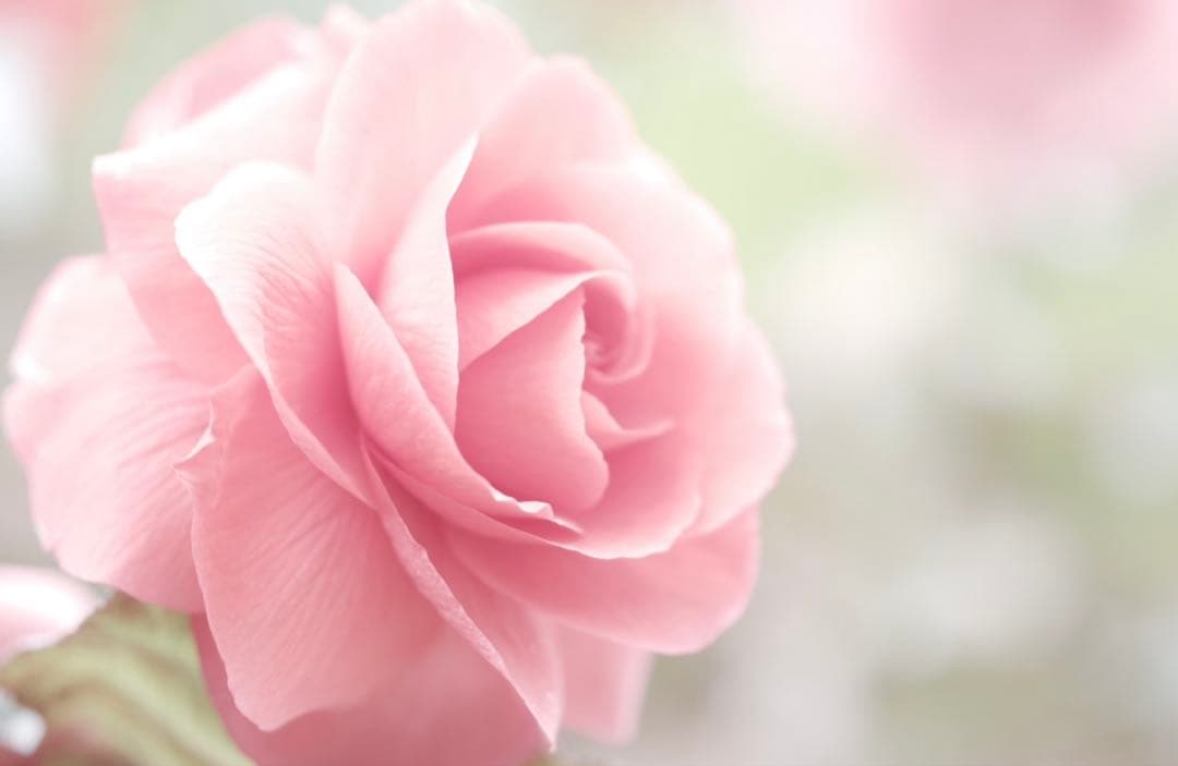 T*o様 PENTAX-D FA★85mmF1.4ED Silver Editi