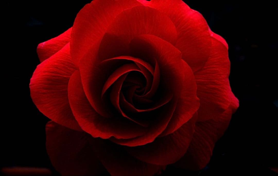 T*o様 PENTAX-D FA★85mmF1.4ED Silver Editi