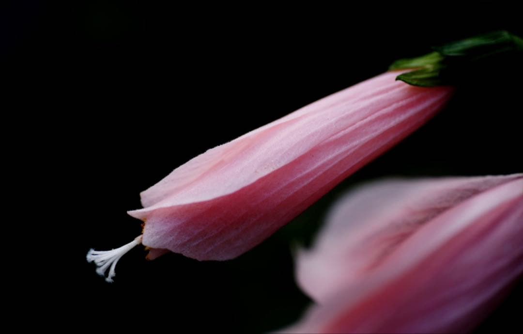 T*o様 PENTAX-D FA★85mmF1.4ED Silver Editi