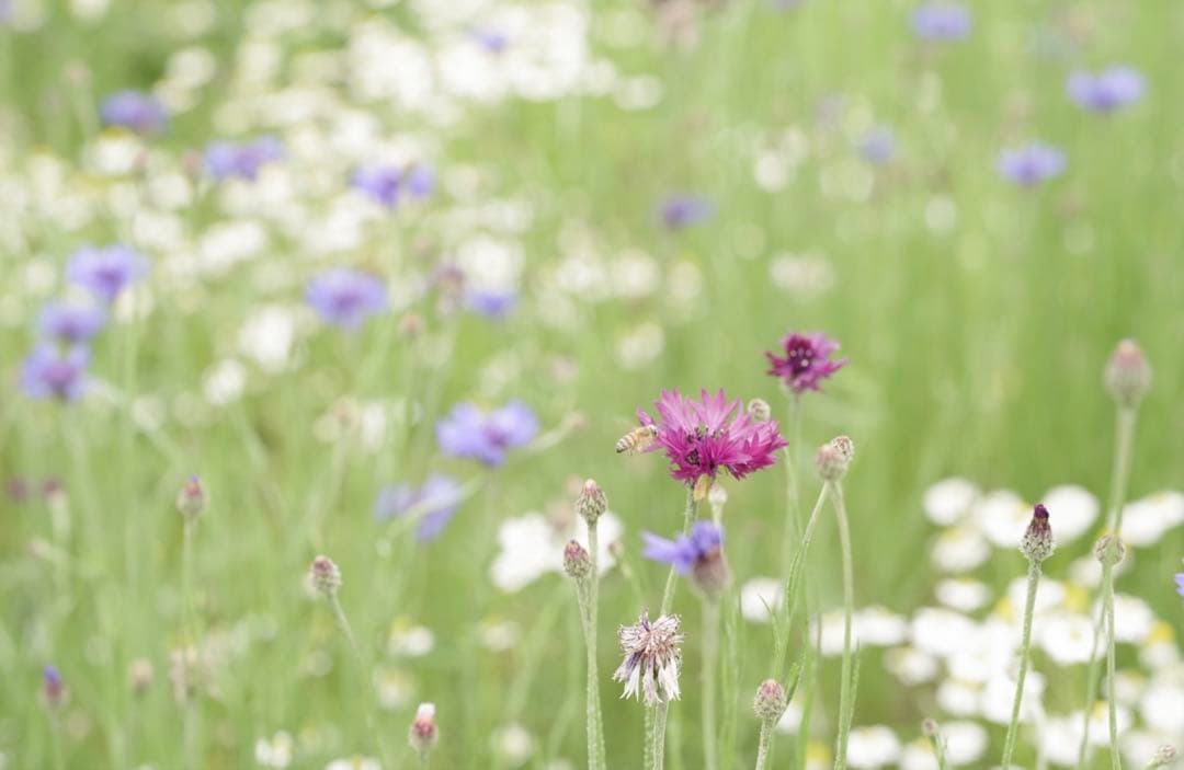 T*o様 PENTAX-D FA★85mmF1.4ED Silver Editi