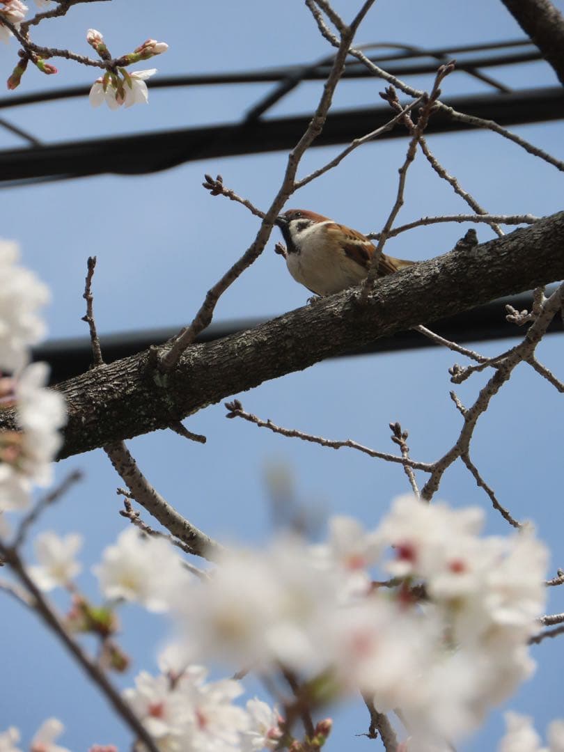 【超美品】Canon Power Shot SX70HS光学65倍