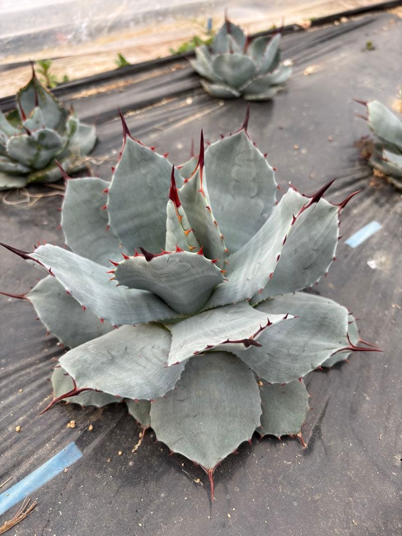 アガベ　パリー　吉祥天