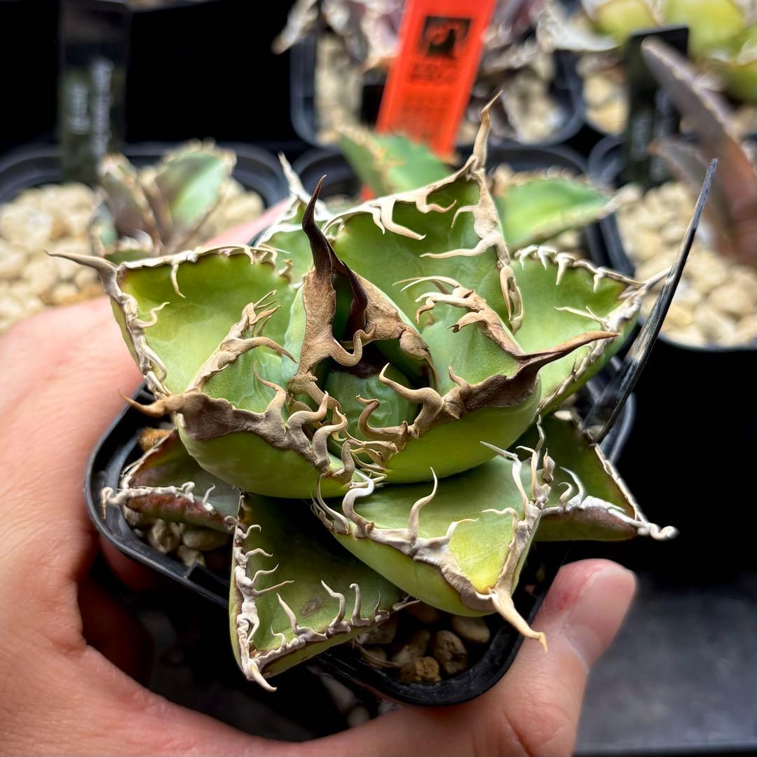 【草助】【選抜株】アガベ　オテロイ　実生株　ワシャワシャ