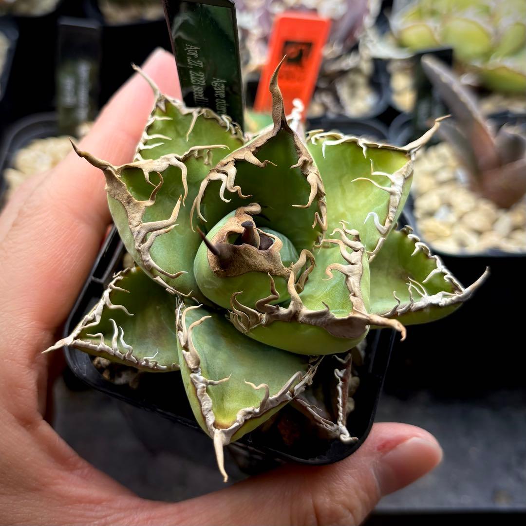 【草助】【選抜株】アガベ　オテロイ　実生株　ワシャワシャ