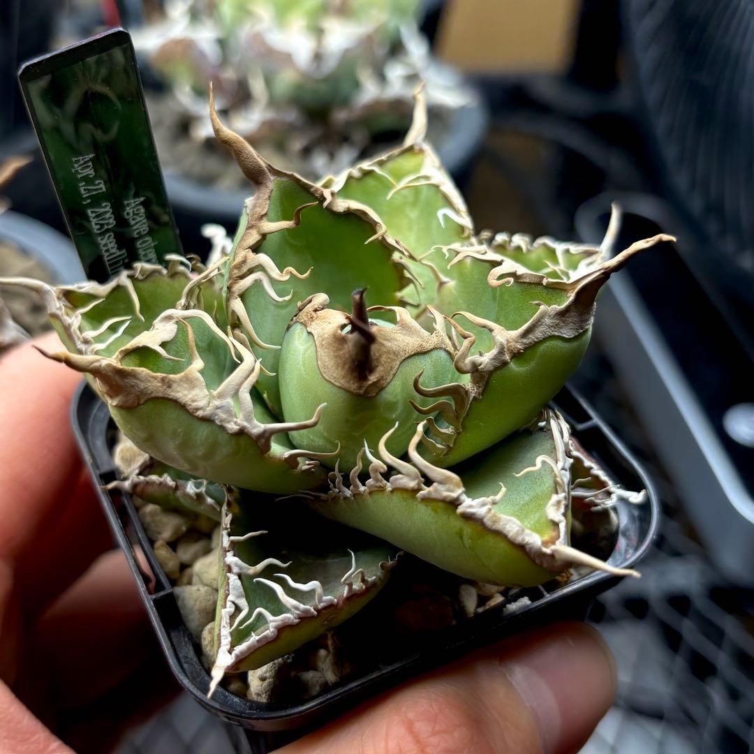 【草助】【選抜株】アガベ　オテロイ　実生株　ワシャワシャ