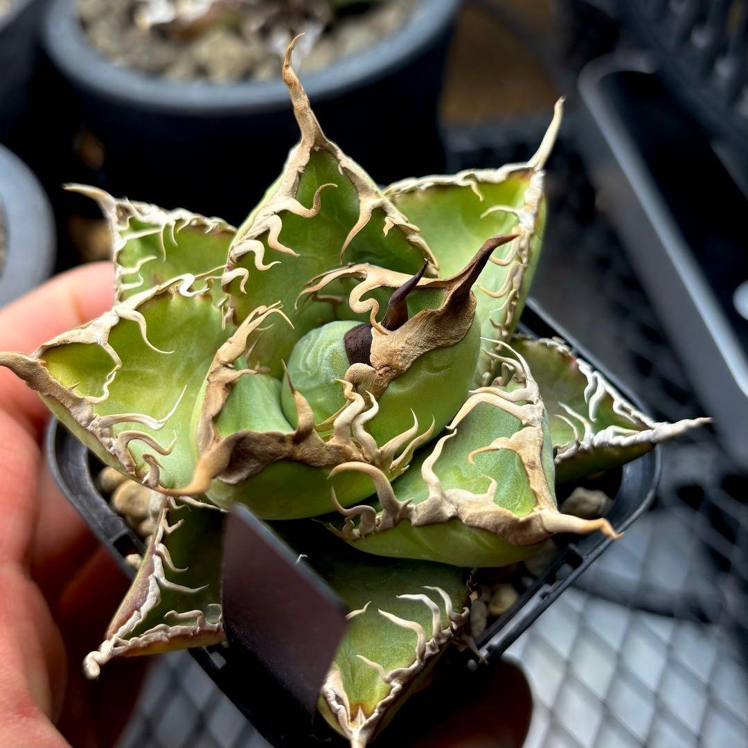 【草助】【選抜株】アガベ　オテロイ　実生株　ワシャワシャ