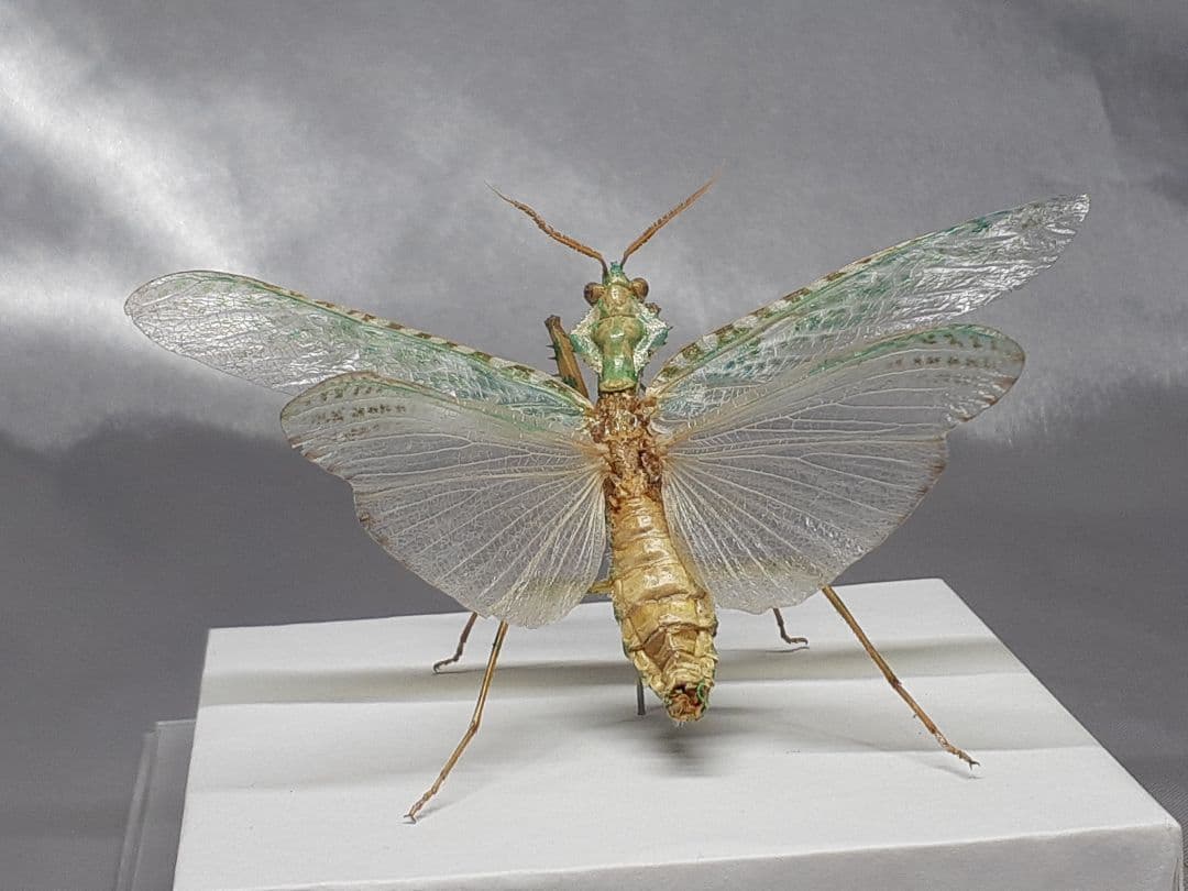 アザミカマキリ雄　立体標本