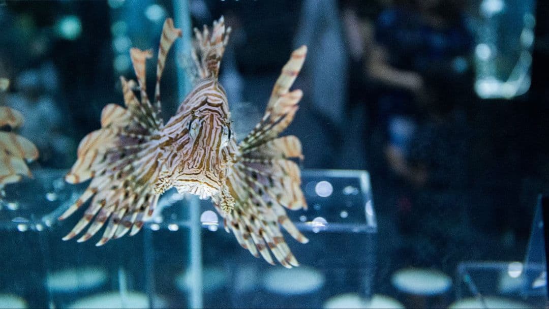 Canon EOS 6D + 24-70 Lレンズ 一眼レフカメラセット