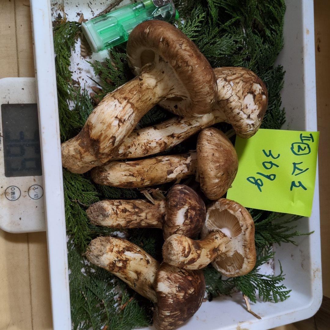 和歌山松茸 新鮮朝市　込み込み　369㌘