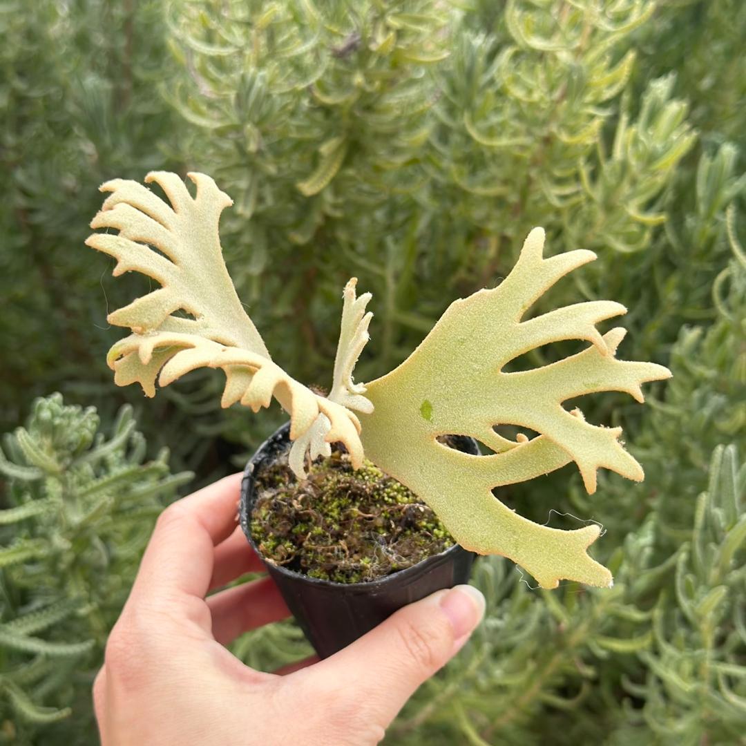 P. willinckii ’Jenny’ TC 1637