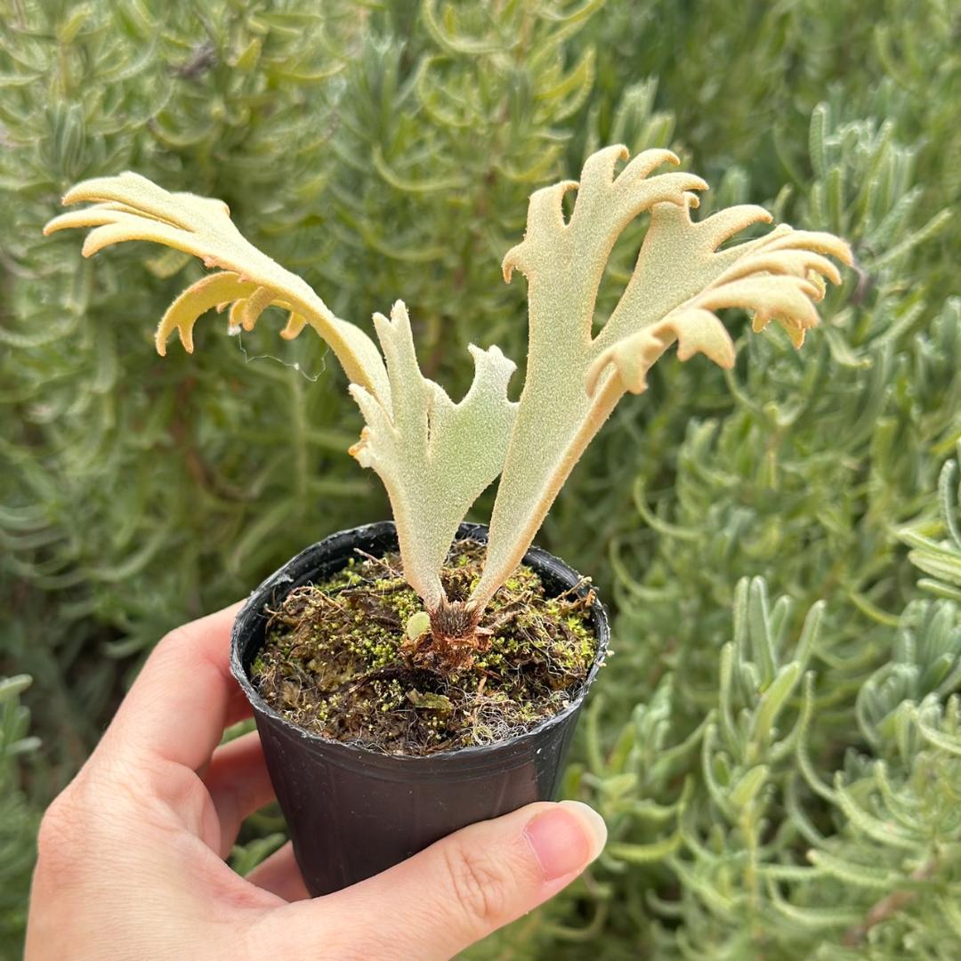 P. willinckii ’Jenny’ TC 1637