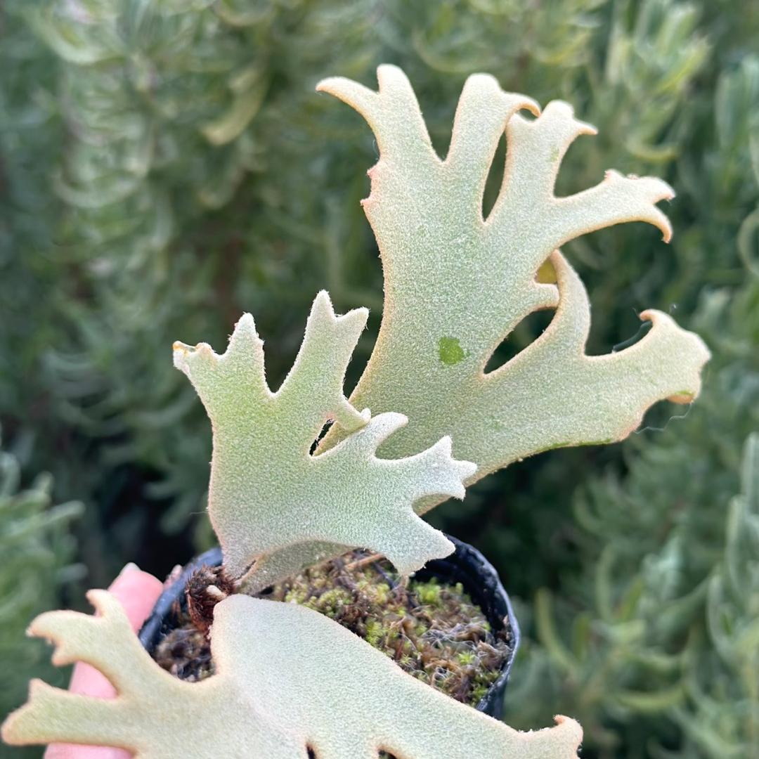 P. willinckii ’Jenny’ TC 1637