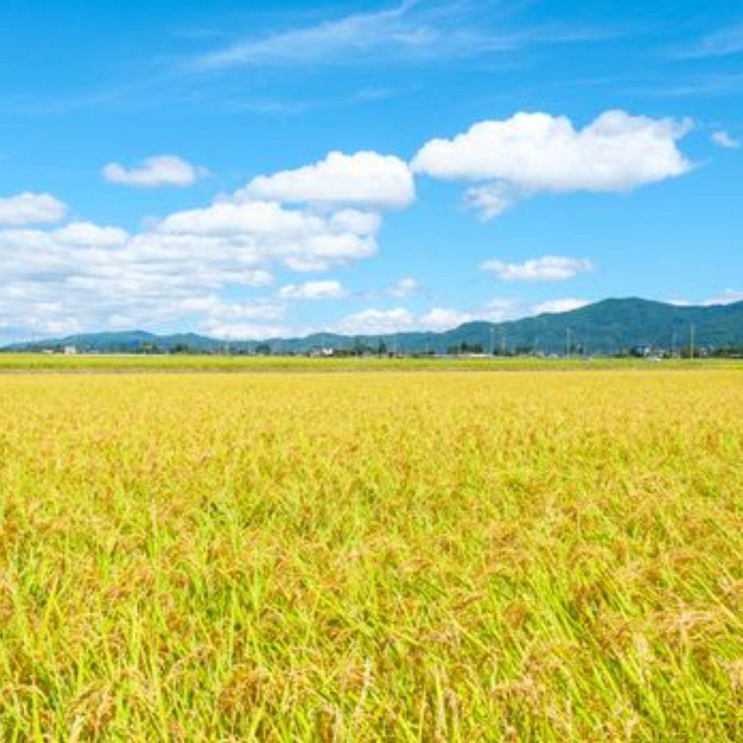 【白米】【精米】広島県産こしひかり20kg(5kgx4袋)