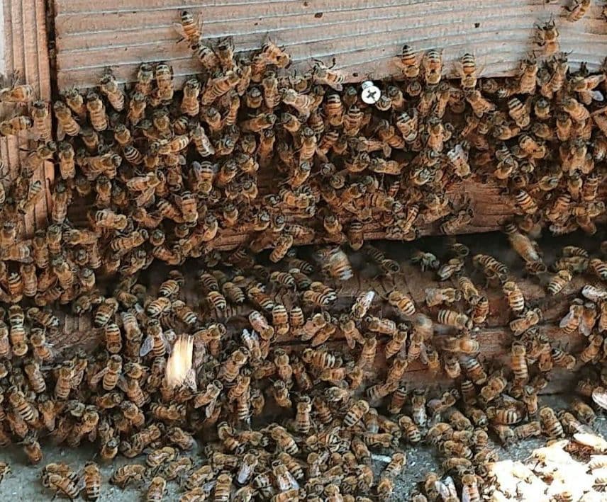 蜂蜜　1200g 3本 生蜂蜜　完熟はちみつ　非加熱　国産蜂蜜