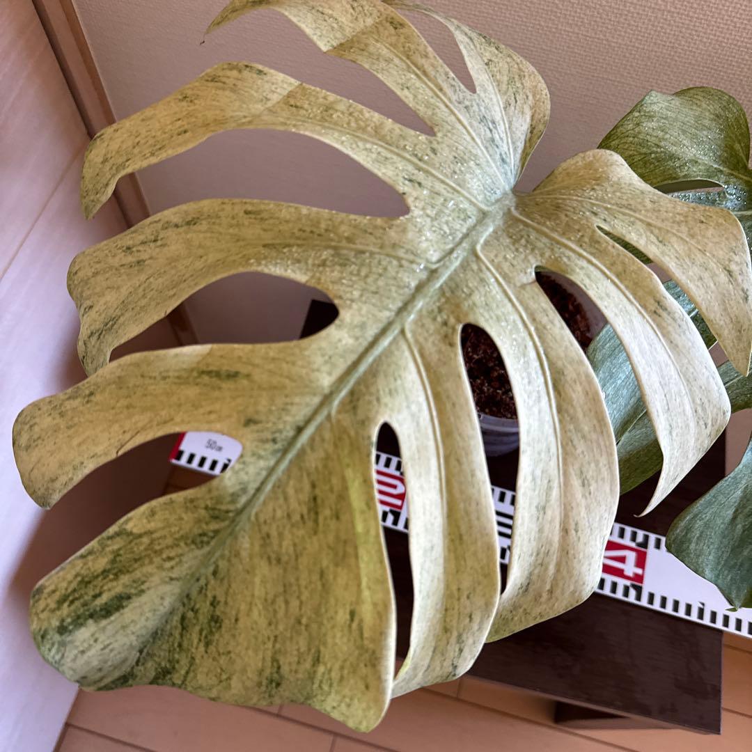 ＊モンステラ＊ミント＊フルミント＊