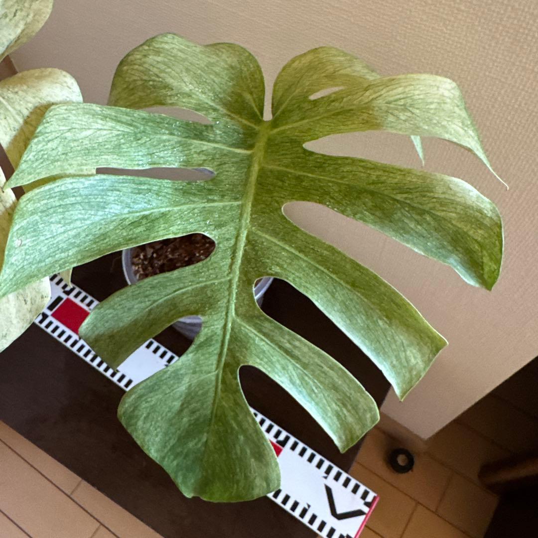 ＊モンステラ＊ミント＊フルミント＊