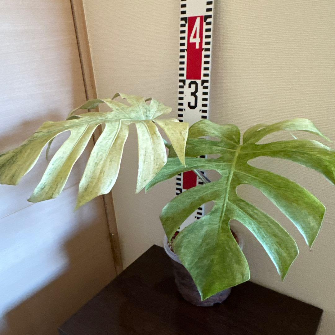 ＊モンステラ＊ミント＊フルミント＊