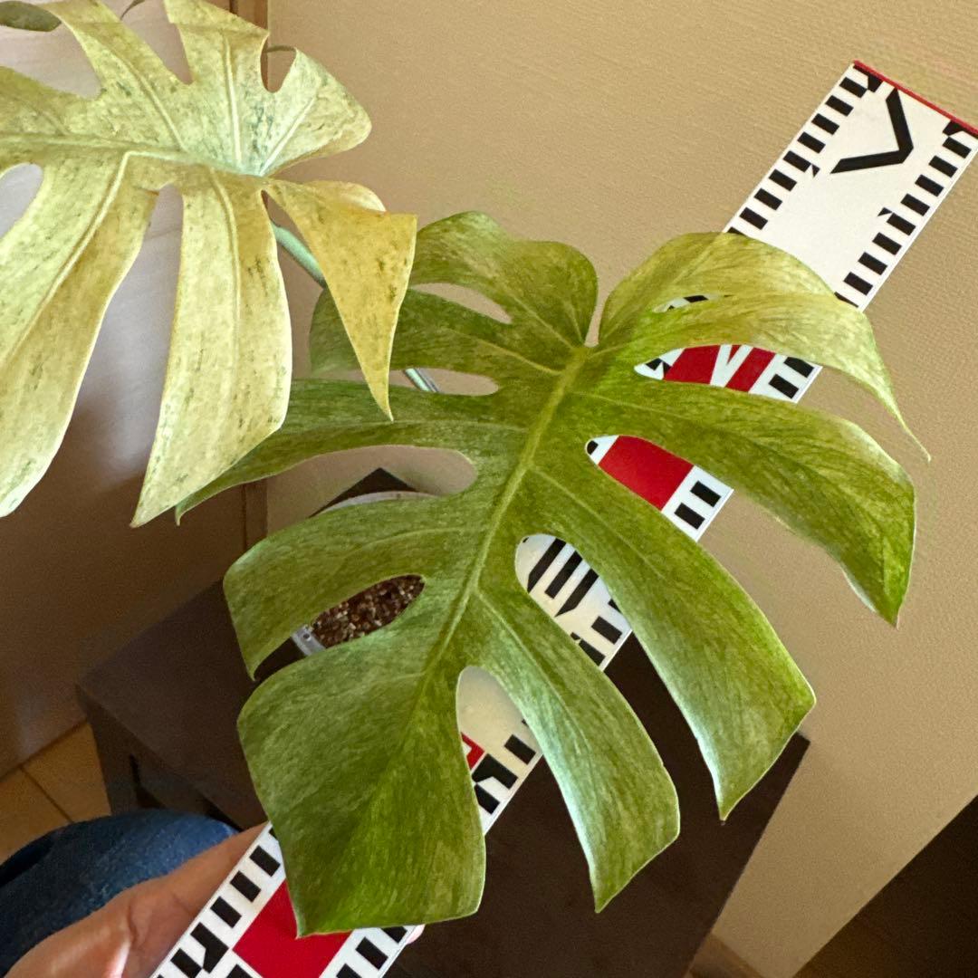 ＊モンステラ＊ミント＊フルミント＊