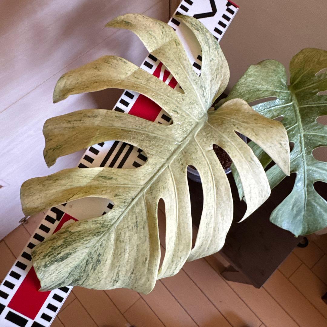 ＊モンステラ＊ミント＊フルミント＊