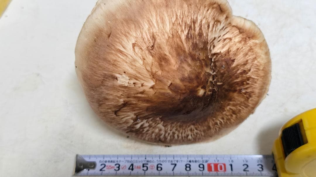 松茸 191g＋171g　10月14日獲れ　福島県産　会津