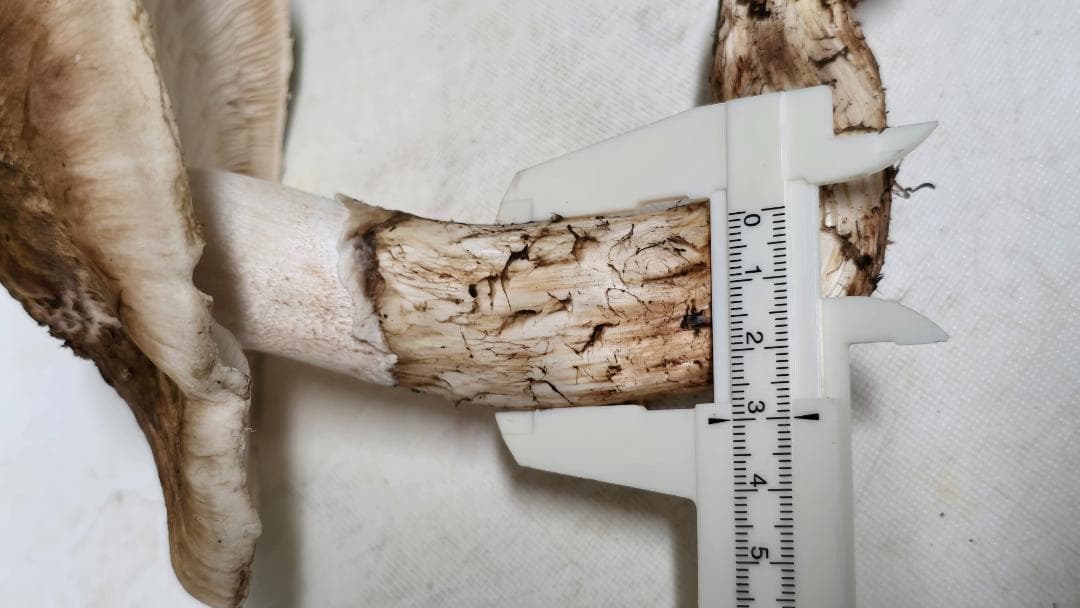 松茸 191g＋171g　10月14日獲れ　福島県産　会津