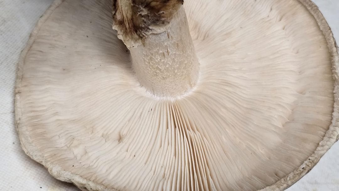 松茸 191g＋171g　10月14日獲れ　福島県産　会津