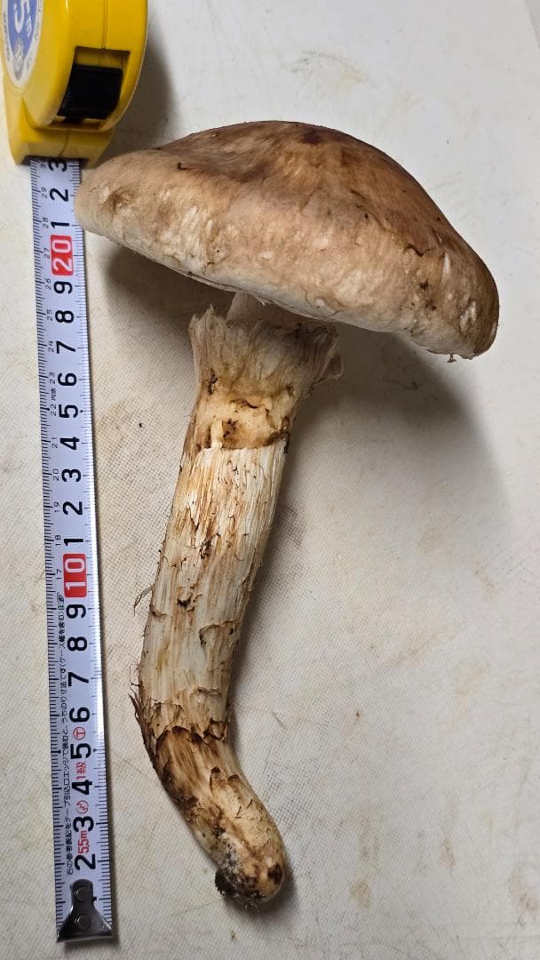 松茸 191g＋171g　10月14日獲れ　福島県産　会津